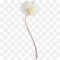 ����ֲ��-������