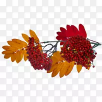 秋季纳勒夫卡剪贴画-空若网 秋季纳勒夫卡剪贴画-空若网