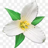 Ұ��ֲ�����-ֲ��-������