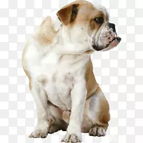 狗过敏,食物过敏,膳食补充剂-狗-空若网 狗过敏,食物过敏,膳食补充剂-狗-空若网