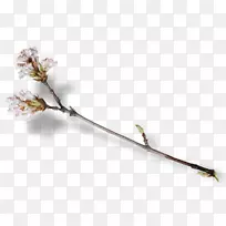 开花果树授粉枝-空若网 开花果树授粉枝-空若网