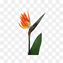 天堂鸟花鸟-天堂鸟-植物茎-花-空若网 天堂鸟花鸟-天堂鸟-植物茎-花-空若网