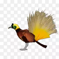 喙翅动物-空若网 喙翅动物-空若网