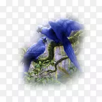 鹦鹉鸟-空若网 鹦鹉鸟-空若网