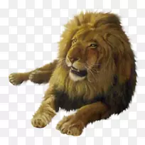 狮子桌面壁纸澳大利亚-狮子-空若网 狮子桌面壁纸澳大利亚-狮子-空若网