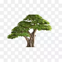 �������ֽ������-��-������