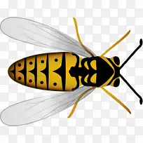 蜜蜂、昆虫、黄蜂、蜂巢-蜜蜂-空若网 蜜蜂、昆虫、黄蜂、蜂巢-蜜蜂-空若网