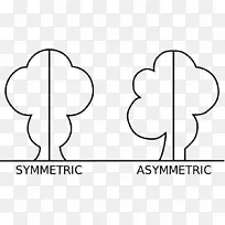 ����ԳƲ��Գ���״-������