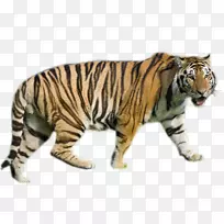 �ϻ�����ý���Ͷ����ϻ�-������