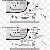 ΢RNA����ϸ������21-���β�ԭ�尩ϸ��-������