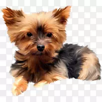 约克郡猎犬,澳大利亚丝毛猎犬,澳大利亚猎犬,莫基诺威奇猎犬-小狗-空若网 约克郡猎犬,澳大利亚丝毛猎犬,澳大利亚猎犬,莫基诺威奇猎犬-小狗-空若网