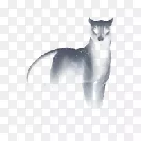 胡须猫鼻子尾白猫-空若网 胡须猫鼻子尾白猫-空若网