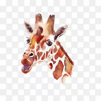 北方长颈鹿水彩画插图手绘长颈鹿插图-空若网 北方长颈鹿水彩画插图手绘长颈鹿插图-空若网