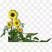 ��ͨ���տ�����-���տ�-������