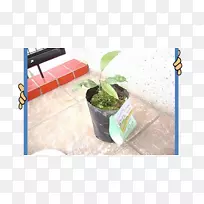 花盆塑料叶室内植物-叶-空若网 花盆塑料叶室内植物-叶-空若网