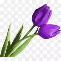 �����������������.��ɫ-������