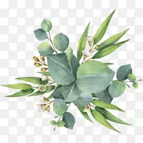 桉树水彩画-空若网 桉树水彩画-空若网