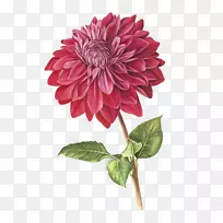 植物学插图植物画大丽花插画水彩画-空若网 植物学插图植物画大丽花插画水彩画-空若网