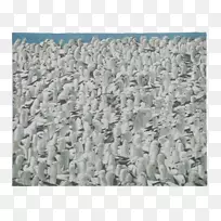 ��ֽɡ-������