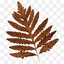 中心博客秋叶玉兰-空若网 中心博客秋叶玉兰-空若网