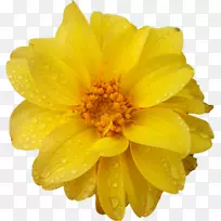 大丽花普通菊花-空若网 大丽花普通菊花-空若网