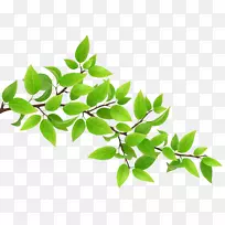 树枝剪贴画-绿色树枝透明PNG剪贴画图片-空若网 树枝剪贴画-绿色树枝透明PNG剪贴画图片-空若网