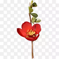 花卉设计切花植物茎剪艺术-空若网 花卉设计切花植物茎剪艺术-空若网