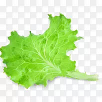 红叶莴苣叶蔬菜色拉-叶-空若网 红叶莴苣叶蔬菜色拉-叶-空若网