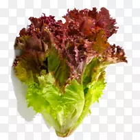 ��Ҷݫ������ɫ��-�߲�-������