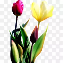 郁金香花下载-郁金香-空若网 郁金香花下载-郁金香-空若网