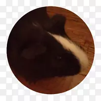 家养兔须鼻子棕色-空若网 家养兔须鼻子棕色-空若网