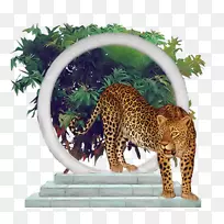 豹猫科美洲豹博客猎豹豹-空若网 豹猫科美洲豹博客猎豹豹-空若网