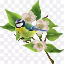 开花植物喙花-空若网 开花植物喙花-空若网