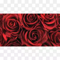 花园玫瑰生日快乐发电机-生日-空若网 花园玫瑰生日快乐发电机-生日-空若网