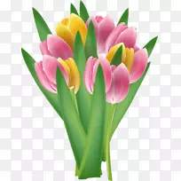 郁金香花-郁金香-空若网 郁金香花-郁金香-空若网