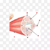 ��������֯�˹�������ϵͳ-����-������