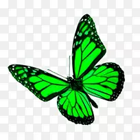 帝王蝴蝶昆虫图片-免费蝴蝶-空若网 帝王蝴蝶昆虫图片-免费蝴蝶-空若网