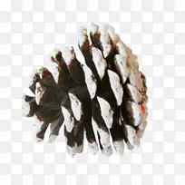 松针叶锥云杉剪贴画-空若网 松针叶锥云杉剪贴画-空若网