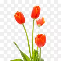 郁金香切花郁金香花-空若网 郁金香切花郁金香花-空若网