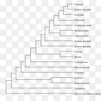 系统发育、类群图、系统发育树、柏科植物、苍蝇病、南极洲-空若网 系统发育、类群图、系统发育树、柏科植物、苍蝇病、南极洲-空若网