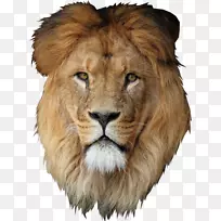 ʨ�������ֽ-������