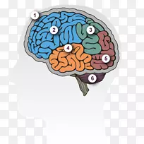 人脑痴呆脑功能偏侧化阿尔茨海默病-脑-空若网 人脑痴呆脑功能偏侧化阿尔茨海默病-脑-空若网