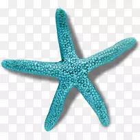 荆棘冠海星-空若网 荆棘冠海星-空若网