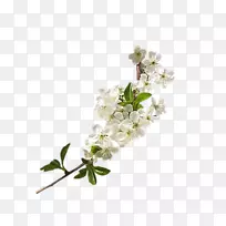 花封装后记Albom-花-空若网 花封装后记Albom-花-空若网