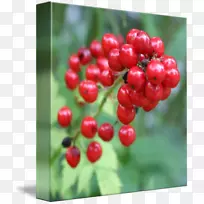 Խ�١������������ˡ���Խݮ-������