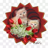 猫须动画小猫-空若网 猫须动画小猫-空若网