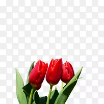 郁金香花球花百合郁金香-空若网 郁金香花球花百合郁金香-空若网