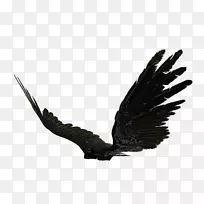 翅膀摄影剪贴画-天使翅膀-空若网 翅膀摄影剪贴画-天使翅膀-空若网