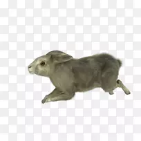 土拨鼠陆生动物毛皮鼻子-空若网 土拨鼠陆生动物毛皮鼻子-空若网