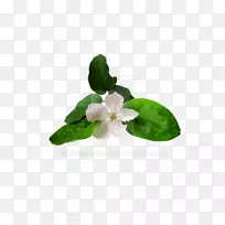 花木瓜摄影-花-空若网 花木瓜摄影-花-空若网